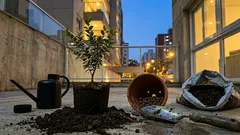 Como transplantar muda de jabuticabeira do pé sem matar a planta